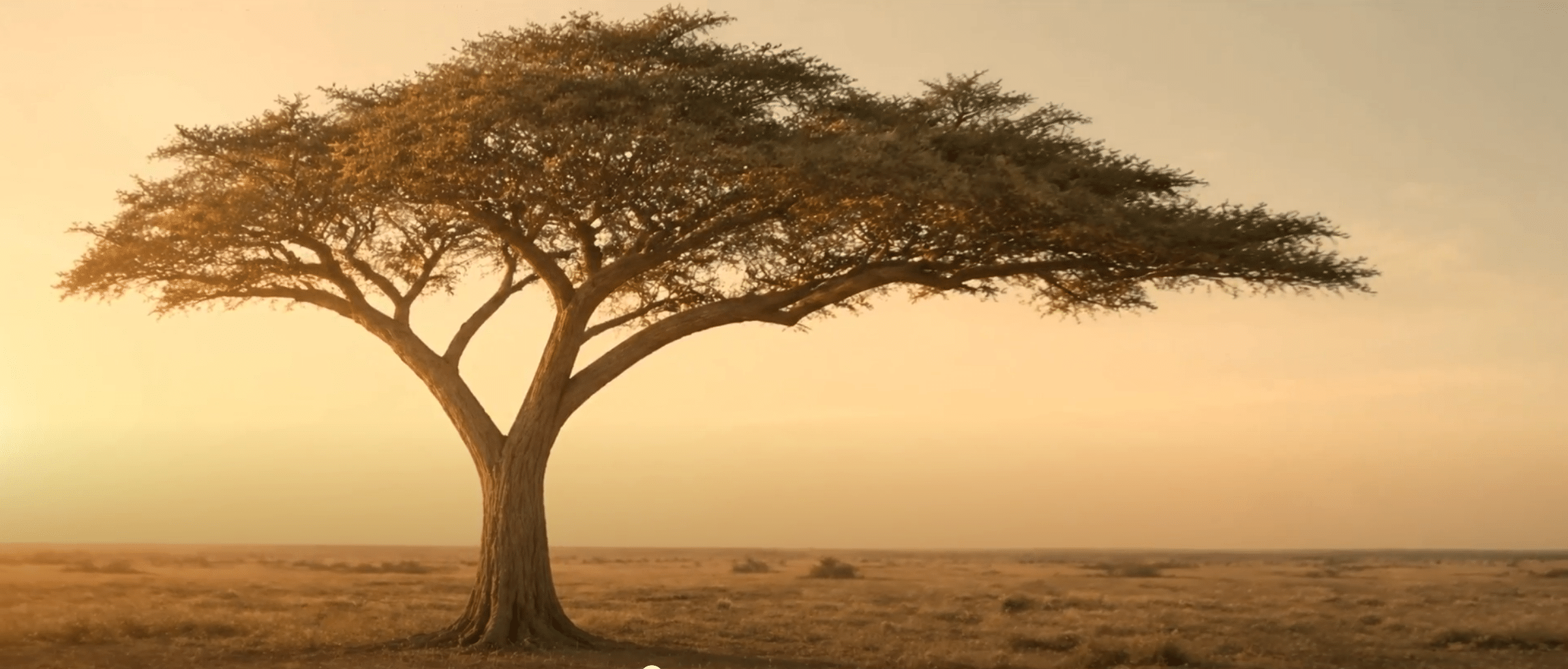 Sinergia Inter-reinos Acacia y Levadura